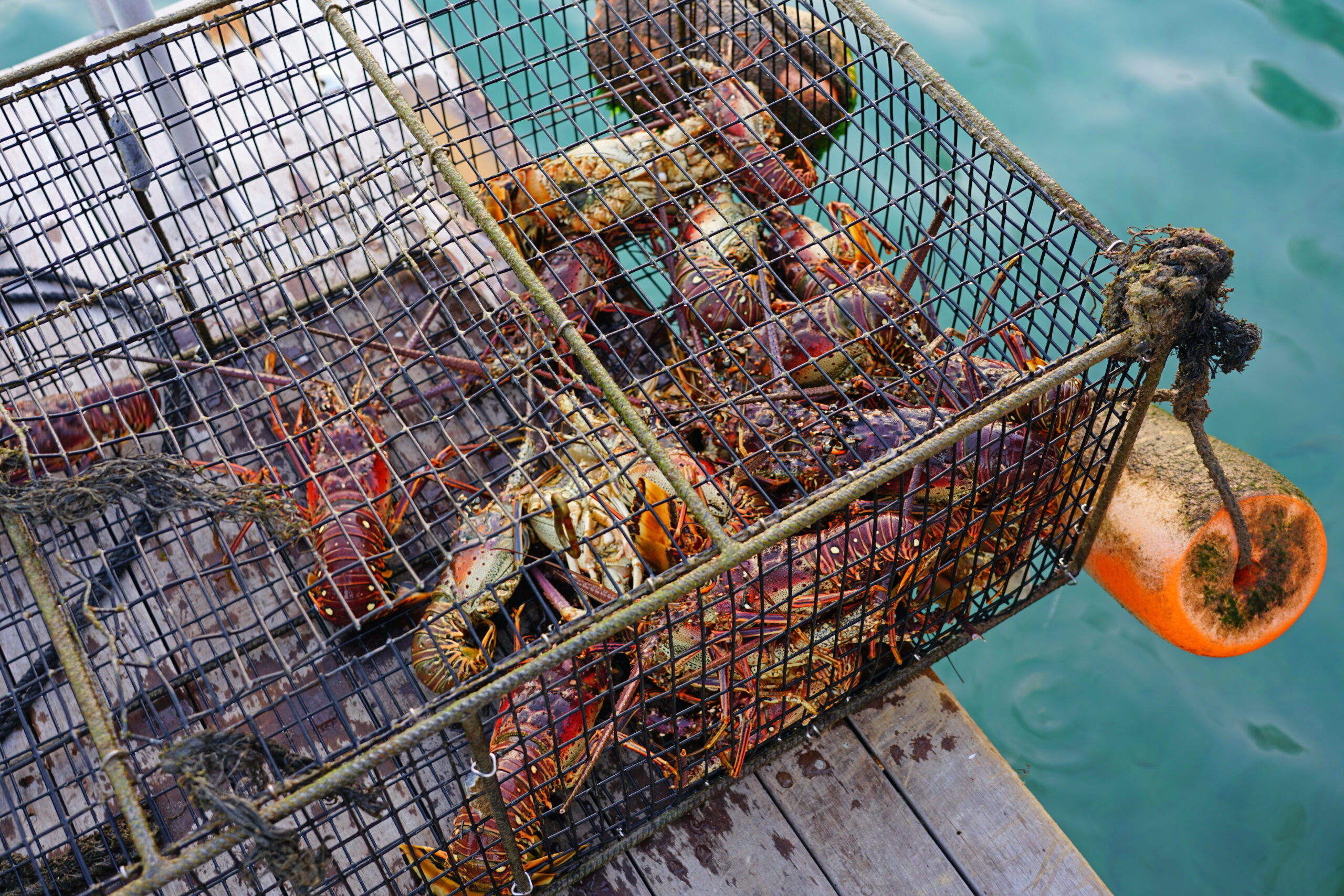 Private Saco Bay <br />
Triple Play