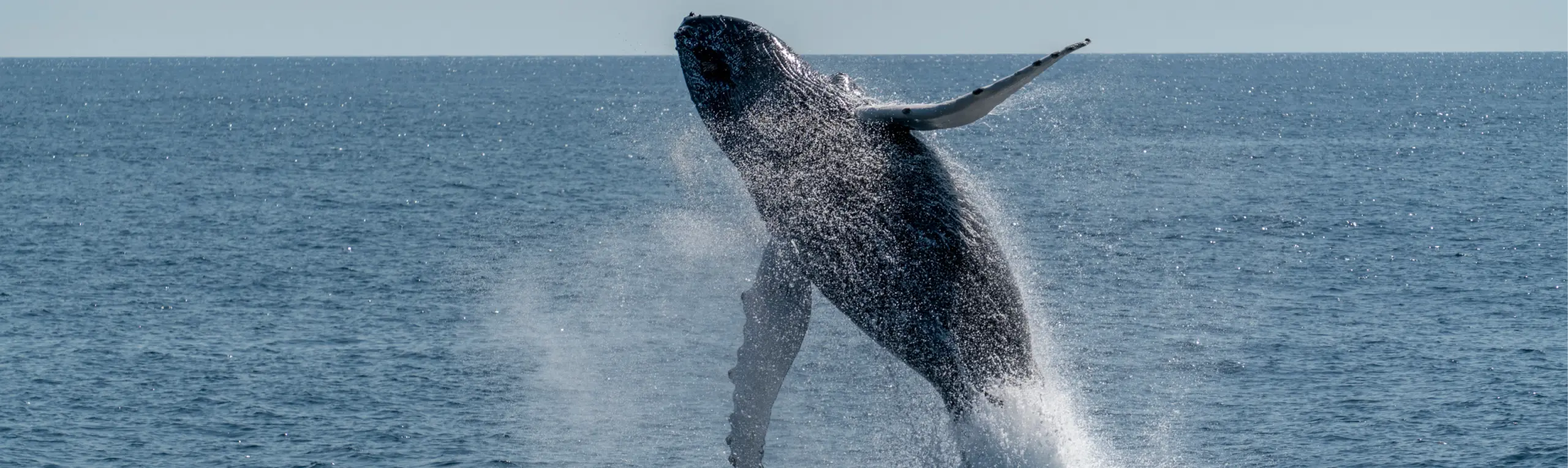 Humpback whale breaching in the Gulf of Maine