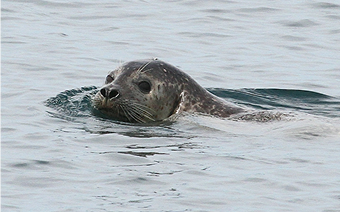 Private Wildlife<br />
Eco Tour