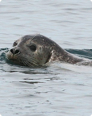 Wildlife:EcoTour