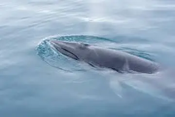 image003