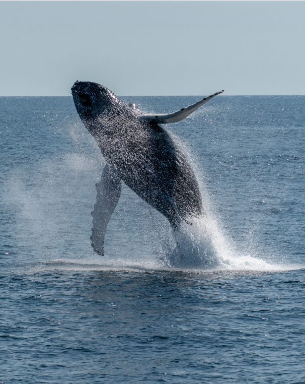 Whale Watching & Eco Tour